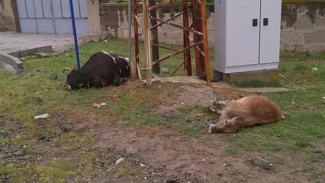 Kulu'da elektrik akımına kapılan 2 büyükbaş telef oldu