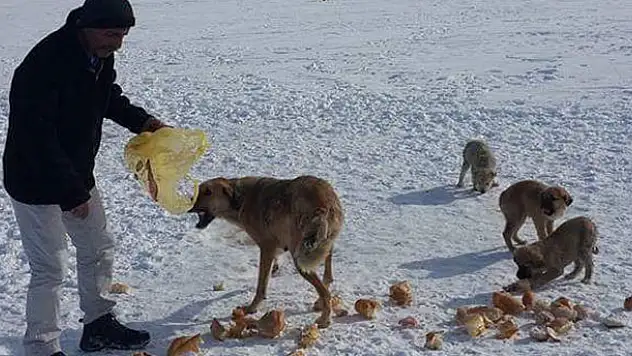 Kulu'da hayırsever bir vatandaş aç köpekleri ekmekle doyurdu