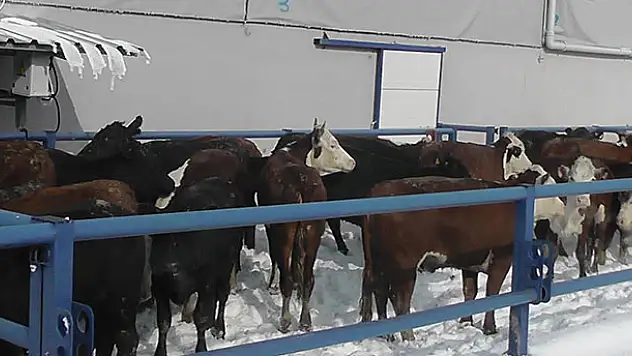 Kulu'da hayvan sahiplerine yem uyarısı