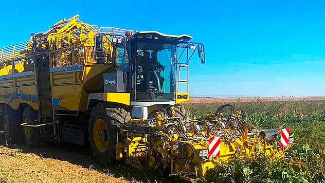 Kulu'da pancar hasadı başladı
