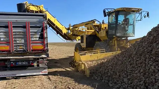 Kulu'da pancar hasadı erken sökümüne başlandı