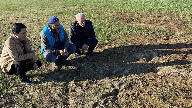 Kulu'da tarımsal alanlarda fare tedirginliği
