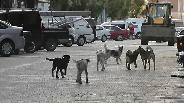 Kulu'da Vatandaşlar Sokak Köpeklerinden Tedirgin