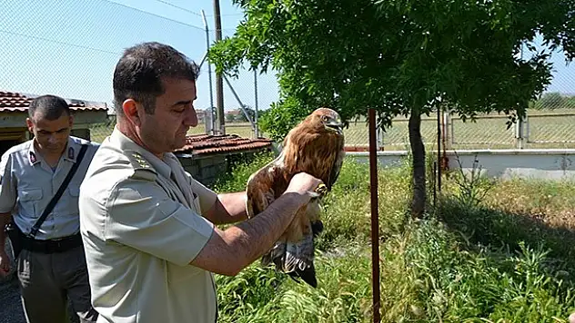 Kulu'da yavru şahine Jandarma sahip çıktı