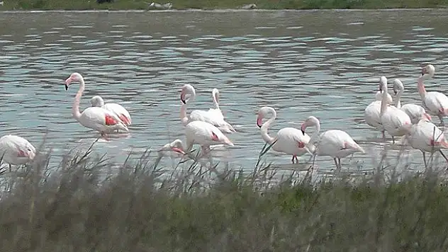 Kulu Düden Gölünde flamingo sayısı artmaya başladı