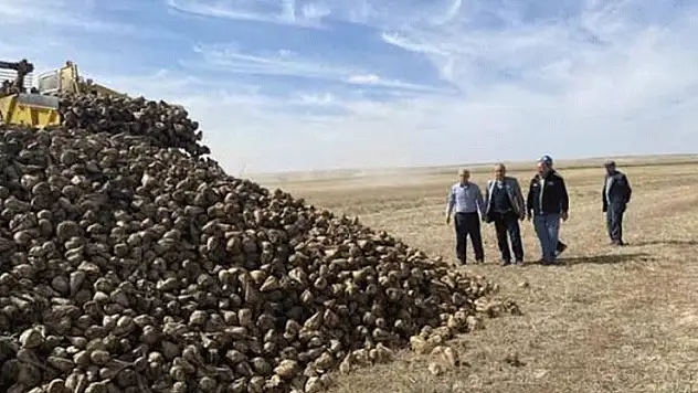 Kulu'da 2025 pancar hasadı zamanı