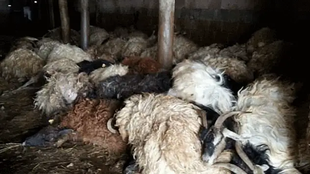 Kulu'da canavar gündüz vakti saldırdı