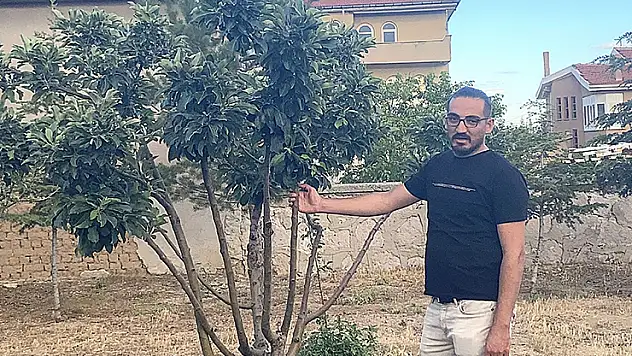 Kulu'da elma ağacı çiçek açtı