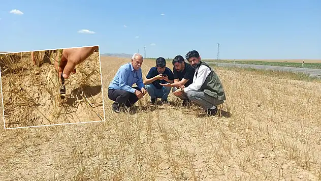 Kulu'da hububatı kuraklık vurdu: Arpa sapı boyları bir karış...