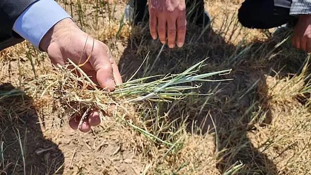 Kulu'da kıraç arazilerdeki ekili ürünleri kuraklık vurdu