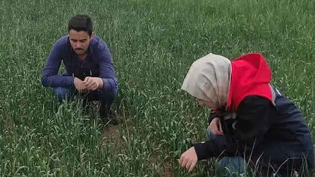 Kulu'da süne sürvey çalışmaları devam ediyor