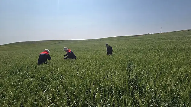 Kulu'da süne zararlısıyla mücadele çalışmaları