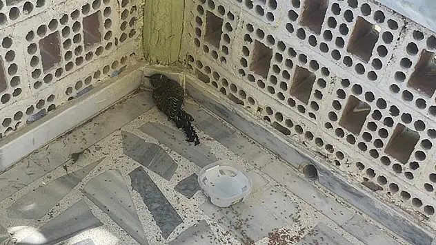 Kulu'da yaralı ebabil kuşuna şefkat eli