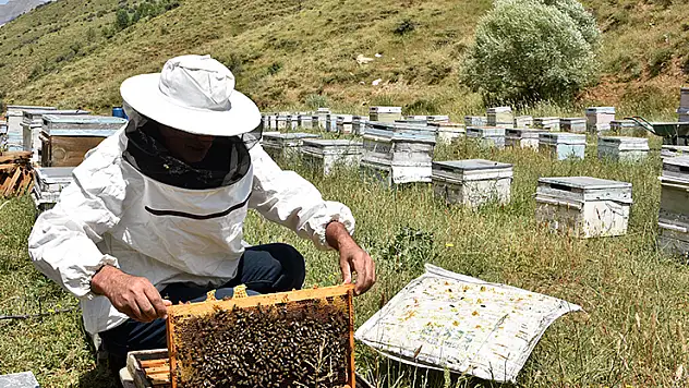Kuraklık bal üretimini vurdu arıcılar zor durumda