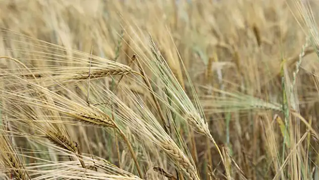Kuraklık Konya Ovası'ndaki hububat üretimini etkiledi