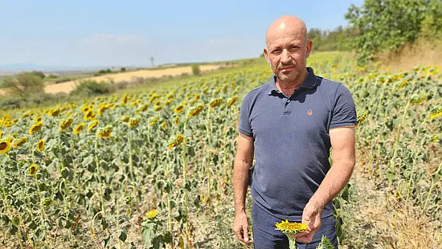 Kuraklık Trakya'yı vurdu: Ayçiçeğinde verim alarmı