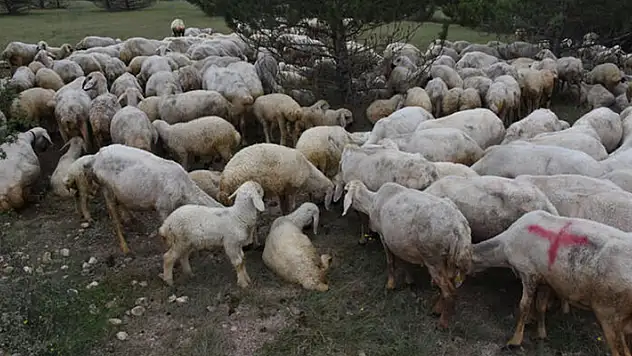 Kurban alacaklar dikkat! Uzmanlardan 'antibiyotik' uyarısı
