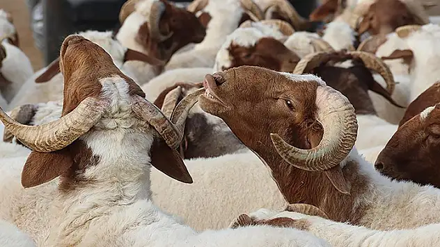 Kurban Bayramı 28 Haziran Çarşamba günü başlayacak
