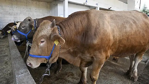 Kurban Bayramı'nda 3 milyon 200 bin kurban kesilecek

