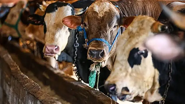 Kurban Bayramı'nda çevre kirliliğinin önlenmesi için tedbirler
