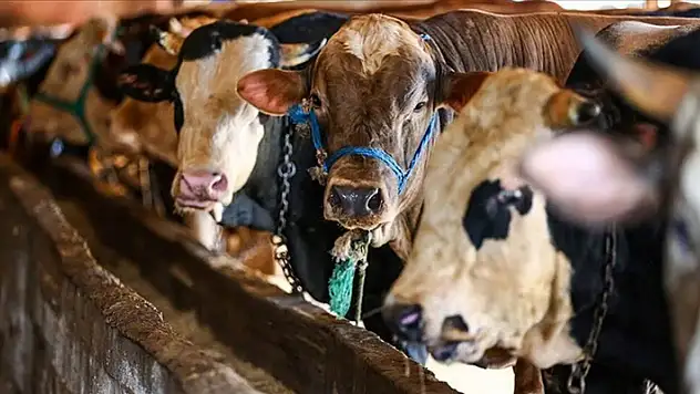 Kurban Bayramı ne zaman, hangi güne denk geliyor? 