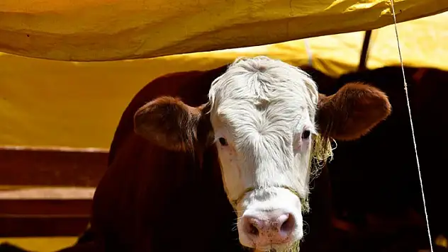 Kurban Bayramı öncesi kist hidatik hastalığına dikkat çekildi
