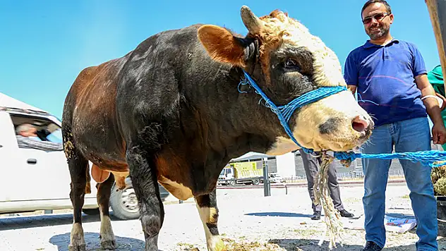Kurban Bayramı öncesi Meram'da tüm hazırlıklar tamamlandı