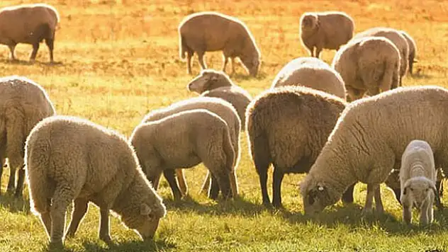 Kurban Bayramı tatili kaç gün?