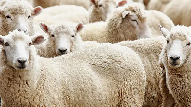 Kurban bayramı tatili kaç gün olacak? Kurban Bayramı ne zaman?