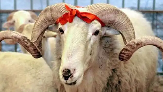 Kurban bu yıl el yakmayacak