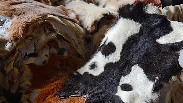 Kurban derilerinden ekonomiye 10 milyar liralık katkı bekleniyor
