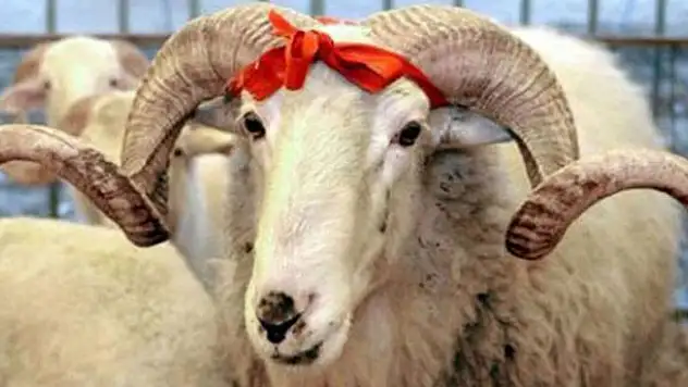 Kurban fiyatları açıklandı