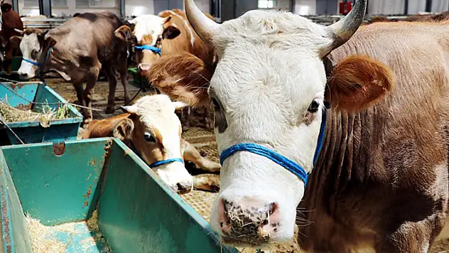 Kurban fiyatlarında yüzde 100 artış: En düşük büyükbaş 110 bin TL'den başlıyor
