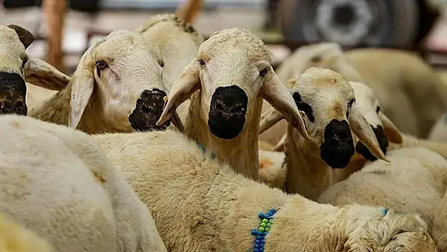 Kurban Hizmetlerinin Uygulanmasına Dair Tebliğ, Resmi Gazete'de