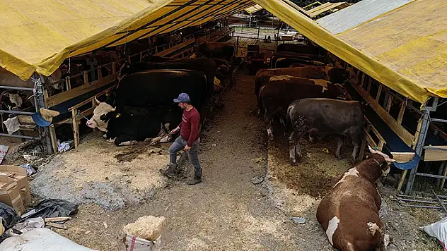 Kurban pazarında ilk günden sıkı pazarlıklar başladı
