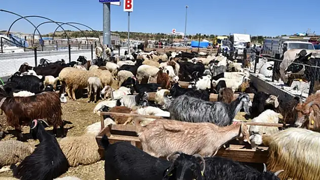 Kurban pazarları hareketlendi 