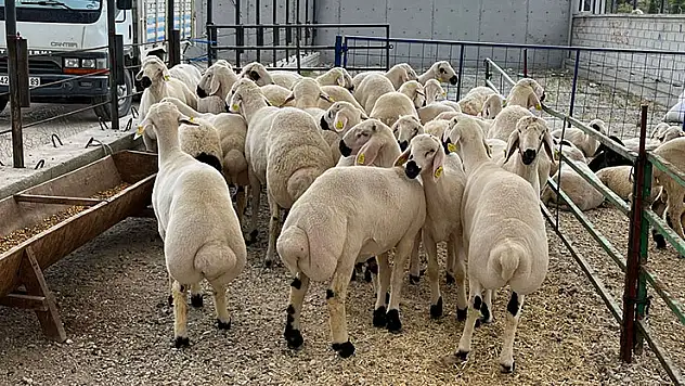 Kurban pazarlarında hareketlilik başladı