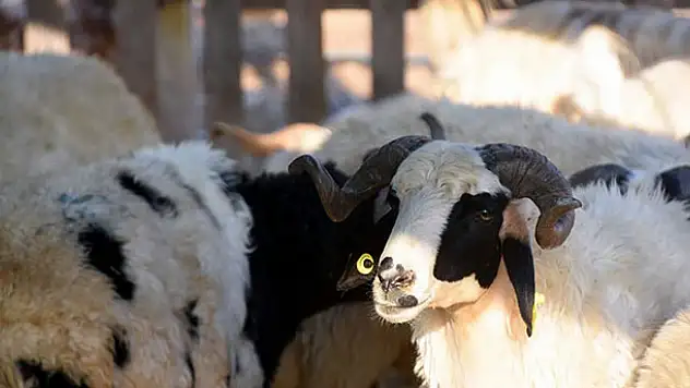 Kurban pazarlarında sahte paraya dikkat!