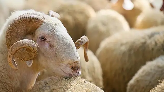 Kurban satış ve kesim yerlerinde Kovid-19 tedbirleri uygulanacak