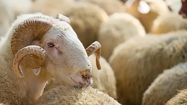 Kurban satış ve kesimine ilişkin kurallar belirlendi
