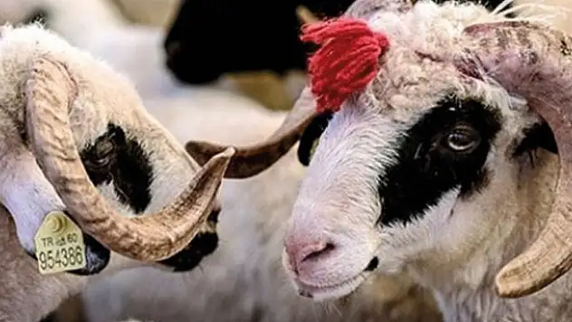 Kurban vekalet ücretleri belli oldu