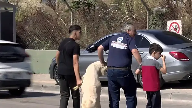 Kurbanlığı ayaklarından tutup çocuk gibi yürüttüler
