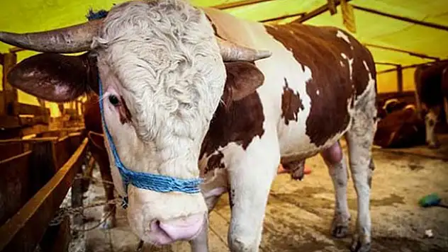 Kurbanlık alırken dikkat edilmesi gerekenler