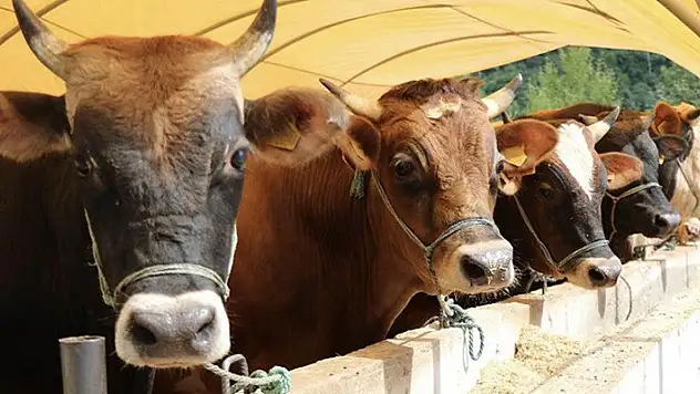 Kurbanlık arzında sorun beklenmiyor
