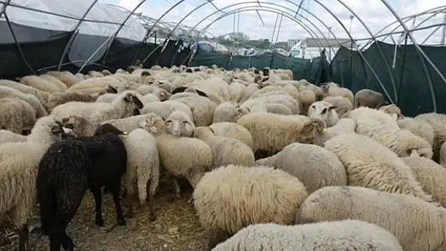 Kurbanlık fiyatları belli oldu