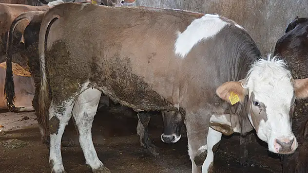 Kurbanlık fiyatlarına 'kuraklık' etkisi! Cep yakıyor