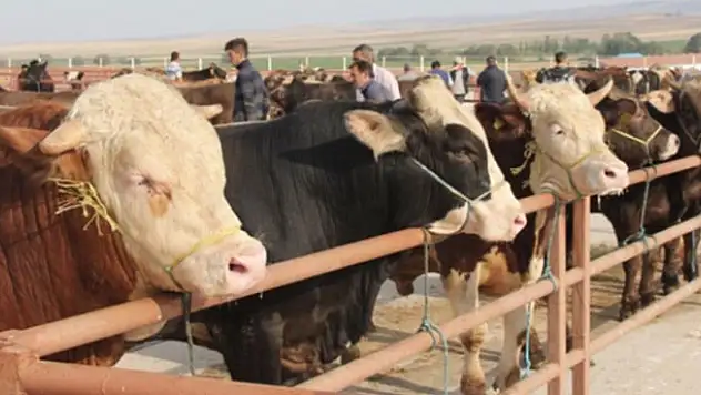 Kurbanlık seçecekler dikkat! Hayvanda eğer bunlar varsa kesinlikle almayın