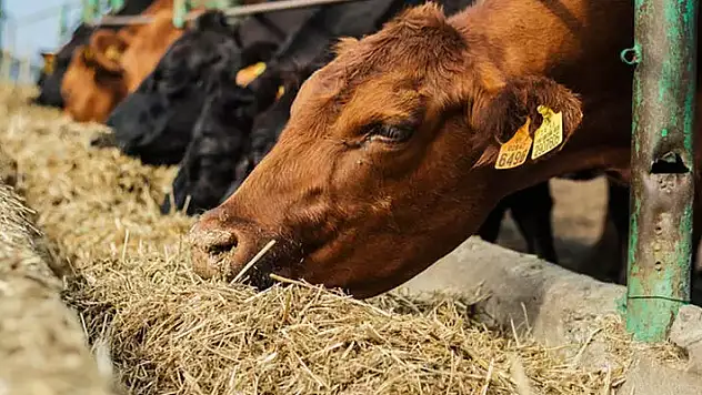 Kurbanlık seçerken nelere dikkat edilmeli 