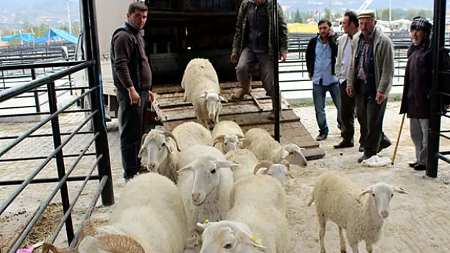 Kurbanlık seçiminde püf noktalar