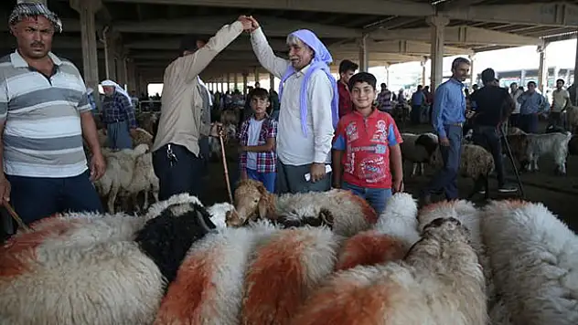 Kurbanlıklar pazara inmeye başladı! İşte fiyatlar...